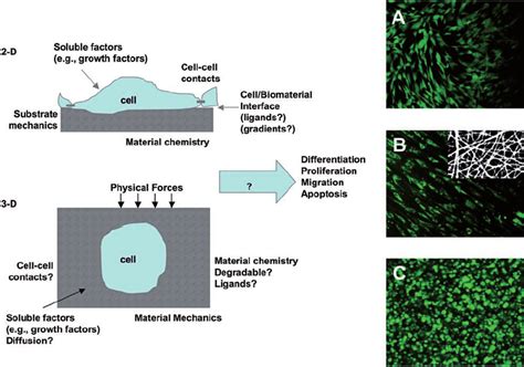 Manipulating the stem cell microenvironment in 2D and 3D. Schematic of ...