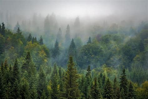 Harmonisation of forest information takes a step forward in Europe ...