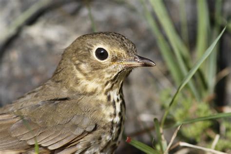 New Names for Maine Birds - Maine Audubon