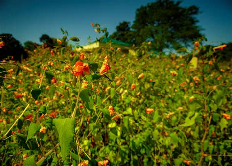 Wild flowers by CLE-Photography1 on DeviantArt