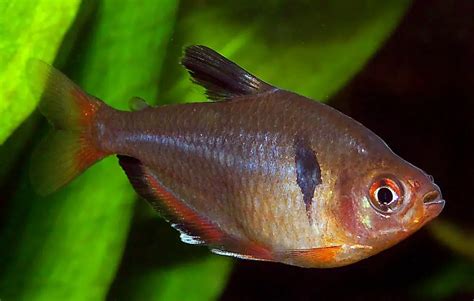 Serpae Tetra Species Profile, Care, Lifespan, Tankmates, Breeding, Diseases