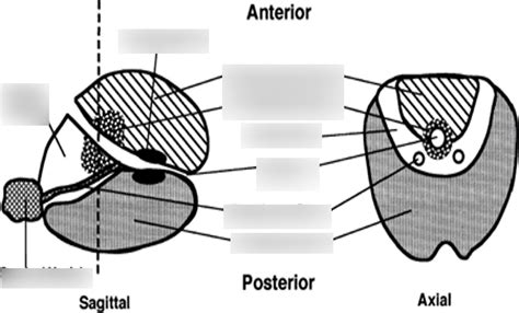 prostate gland diagram Diagram | Quizlet