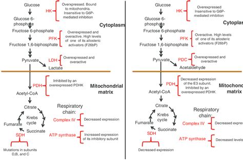 Metabolic similarities between cancer cells and yeast. Hexokinase (HK ...