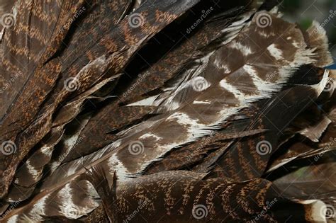 Turkey feathers stock photo. Image of feast, feather, indian - 1200296