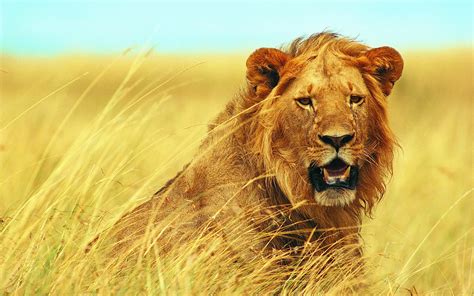 Lions, Big cats, HD Wallpaper | Rare Gallery