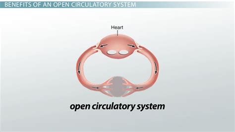 Open Circulatory Systems | Definition, Benefits & Examples - Lesson | Study.com