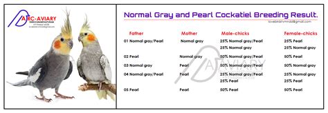 Normal Gray and Pearl Cockatiel Breeding Result | Cockatiel, Cockatiel ...