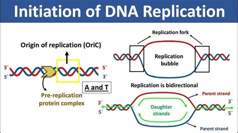 Origin Of Replication Bacteria