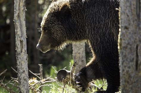 Yellowstone grizzlies removed from threatened species list | 13NEWSNOW.com