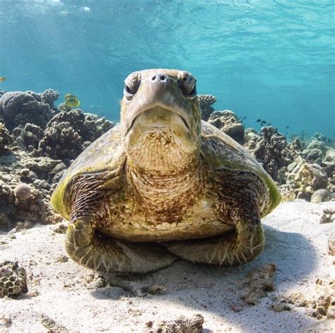 George, would you please smile for the camera !? | Turtle spirit animal, Cute turtles, Sea ...