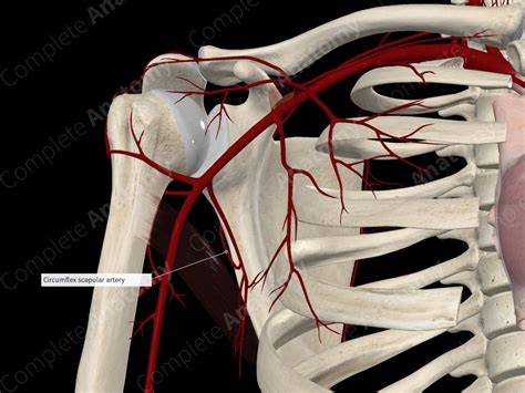 Circumflex Scapular Artery | Complete Anatomy