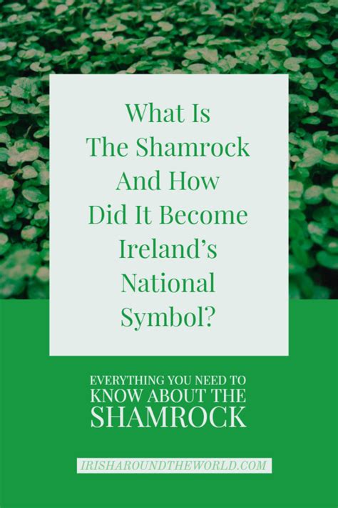 Why The Shamrock Is A Symbol Of St. Patrick's Day And Ireland ☘️