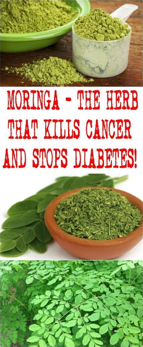 Moringa – The Herb That Kills Cancer And Stops Diabetes - Daily Health Advisor | Herbs for ...