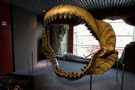 Giant Tooth Of A Prehistoric Megalodon Shark Found Inside A Cave In ...