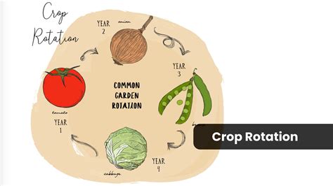 Benefits of Crop Rotation in Agriculture - Moggs Estates