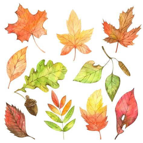 Watercolor fall autumn leaves clip art. Fall leaves | Etsy | Fall leaves drawing, Watercolor ...