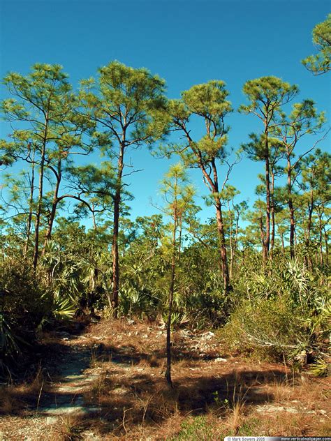 Vertical Wallpaper - Tropical Pine Forest