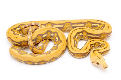 Reticulated Python Morphs