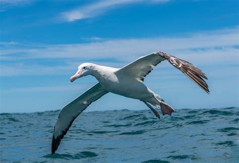 10 Wandering Albatross Facts - Fact Animal