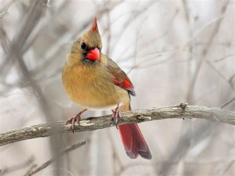 Northern Cardinal - eBird