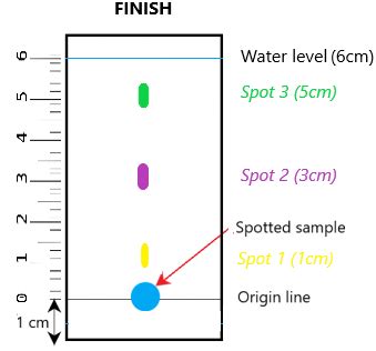 what is rf value used for in chromatography Scholastic aptitude test