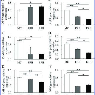 Hypothalamus expression of genes responsible for appetite control. (A ...