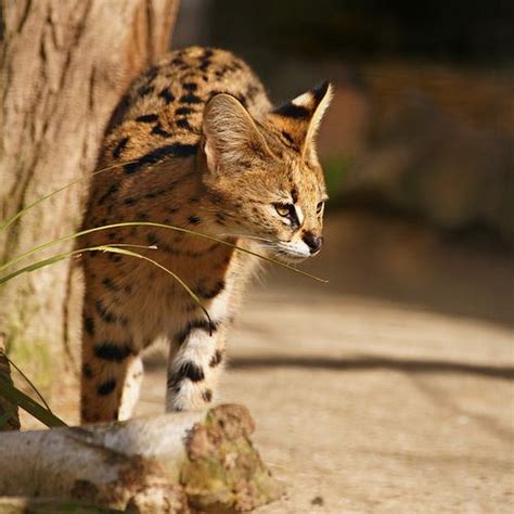 serval ~ #3 | Serval, Animal habitats, Wild cats