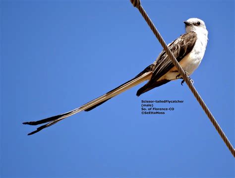 Ever-faithful male Scissor-tailed Flycatcher--still guarding the nest tree and no sign of female ...