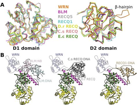 Structure of the helicase core of Werner helicase, a key target in microsatellite instability ...