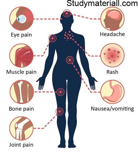 Dengue, Mosquito bite diseases, dengue fevet, dengu haemorrhagic, Symptoms of dengue, control ...