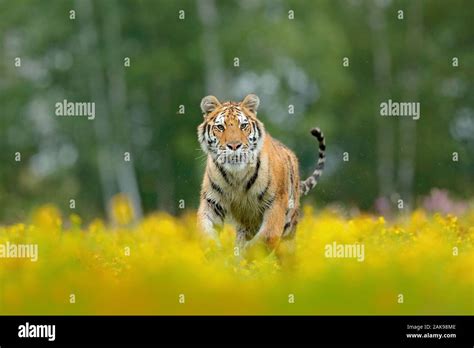 Sumatran tiger roaring hi-res stock photography and images - Alamy