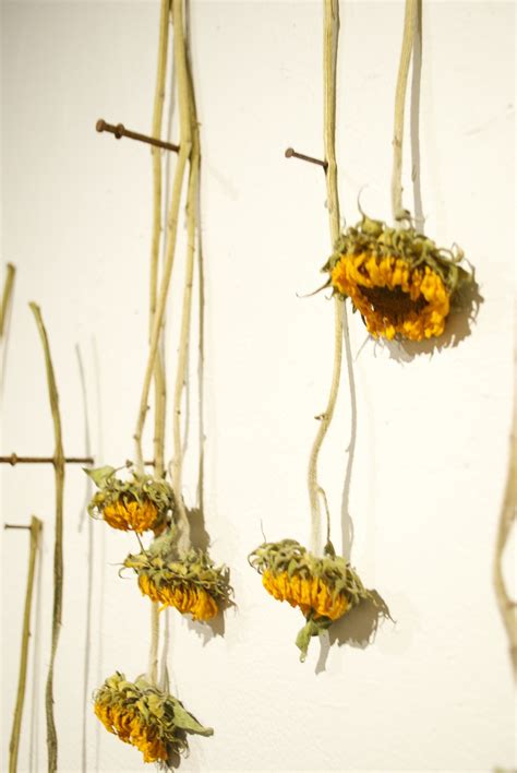 Sunflower Installation :: Behance