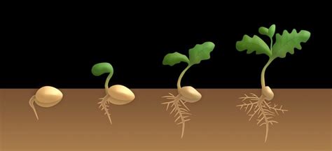 Steps of Seed Germination, Types, and Stages | Gardening Tips