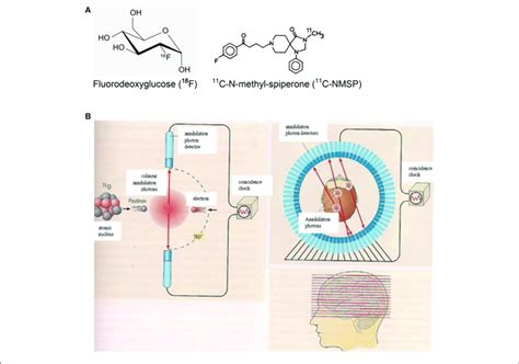 | (A) Chemical formulae of two compounds doped with the positron ...