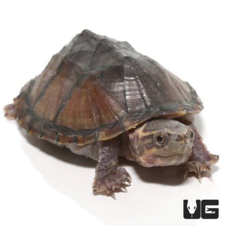 Yearling Stinkpot Musk Turtles For Sale - Underground Reptiles