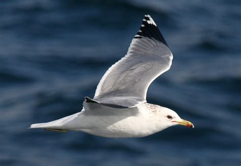 California Gull, Larus californicus