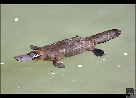 Platypus | Mammals, Platypus, Bizarre animals