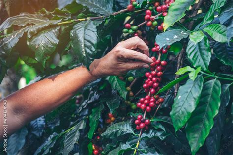 Man Hands harvest coffee bean ripe Red berries plant fresh seed coffee ...