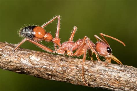 Australian Bull Ant Nest Against Blue Sky Stock Image - Image of ...