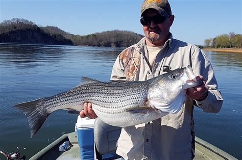 Clinch River Lake in East Tennessee - StriperFun Guide Service