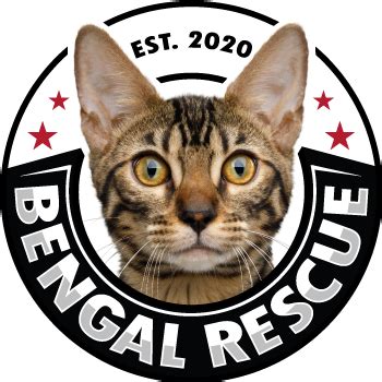 Bengal Rescue | We Rescue Bengal and Hybrid Cats