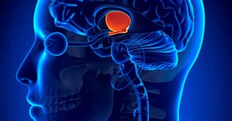 Encephalomalacia - Causes, Symptoms, Diagnosis, Treatment