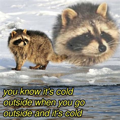 “Nocturnal Trash Posts”: 30 Of The Best Raccoon Memes This Dedicated Instagram Account Has To ...