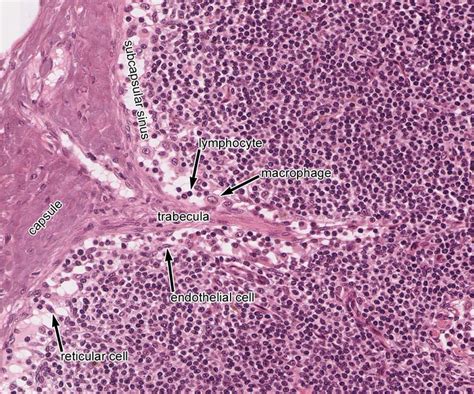 11 best conjunctiv images on Pinterest | Histology slides, Adipose ...