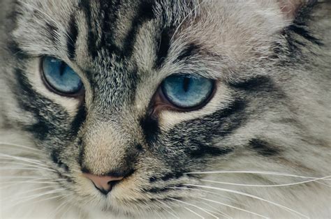 Cat Free Stock Photo - Public Domain Pictures