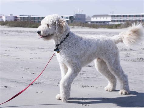 Goldendoodle, a Golden Retriever Poodle Mix - SpockTheDog.com