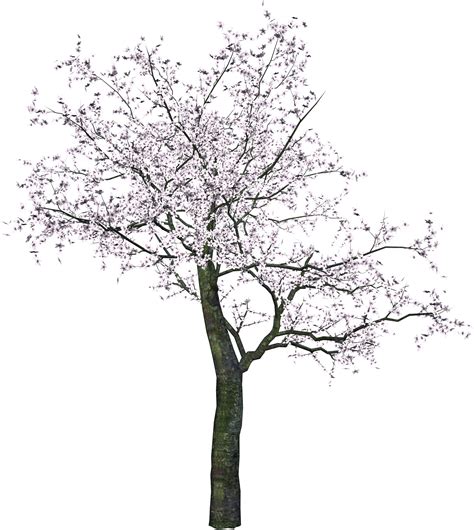 tree png image