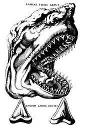 Megalodon - Wikipedia