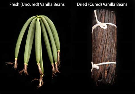 Buy Vanilla Beans and Extract Online | Bulk Vanilla Beans | Beanilla