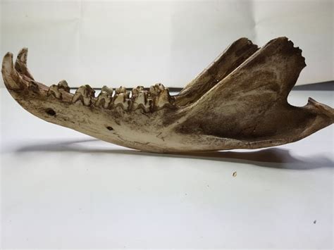 Ex-London Zoo adult male Tasmanian Tiger cast skull - Thylacinus cynocephalus - 26cm x 14cm ...